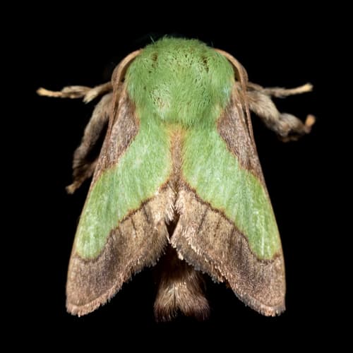 Smaller Parasa Moth