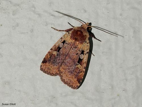 Smaller Pinkish Dart