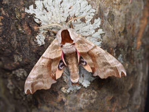 Blinded Hawkmoth
