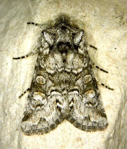 Snaky Arches Moth