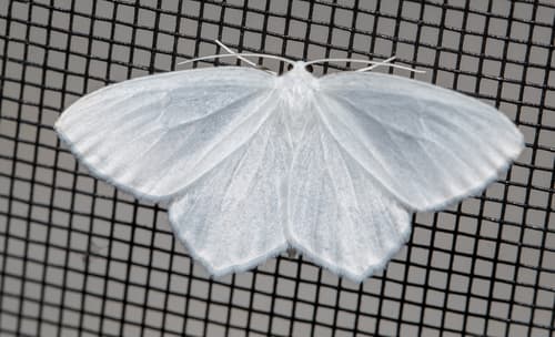 Snowy Geometer Moth