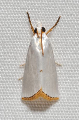 Snowy Urola Moth