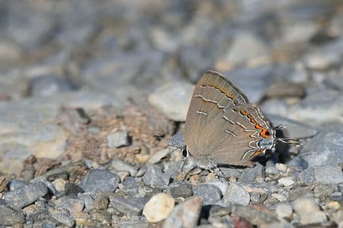 Soapberry Hairstreak