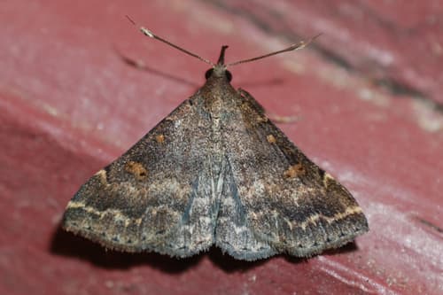 Sociable Renia Moth
