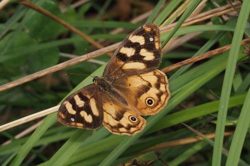 Speckled Wood