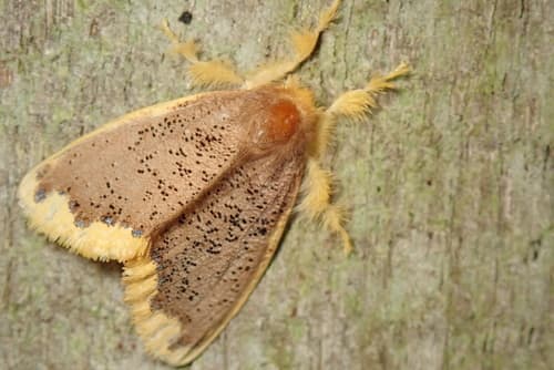 Scintillating Tussock Moth