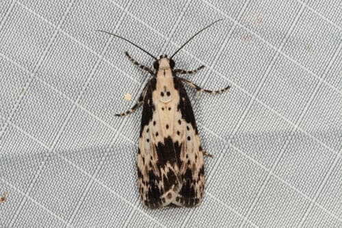 Marbled Udea Moth