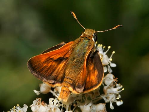 Sonoran Skipper