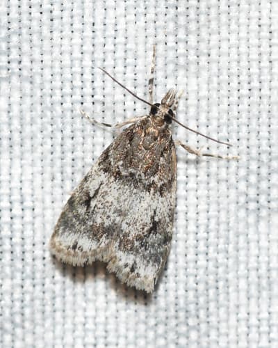 Sooty Scoparia Moth