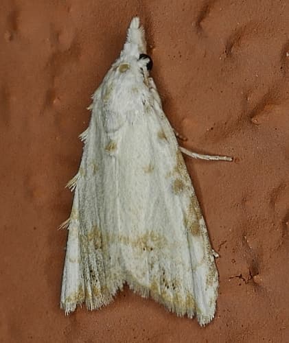 Sorghum Webworm Moth