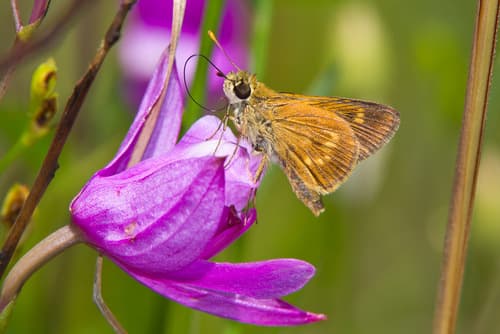 Southern Broken-Dash