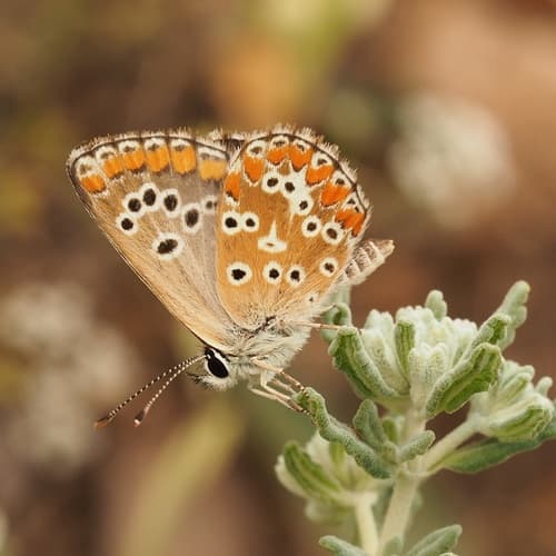 Southern Brown Argus