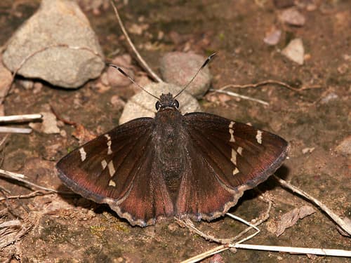 Southern Cloudywing