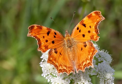 Southern Comma