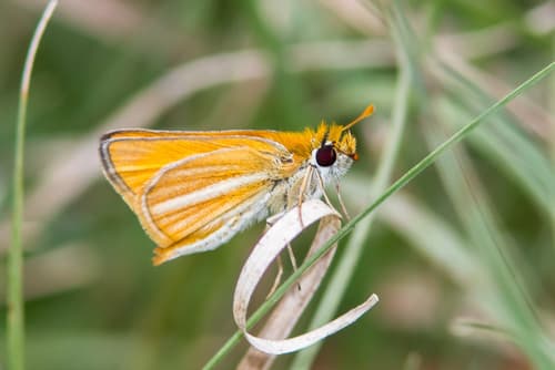 Southern Skipperling