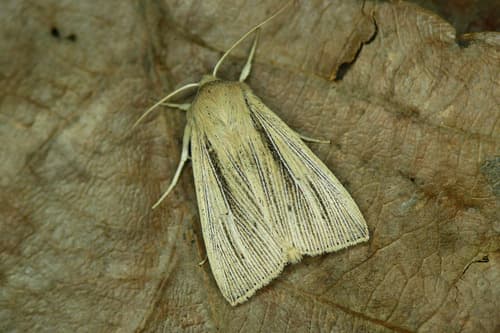 Southern Wainscot