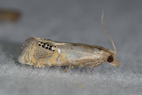 Spangled Pelochrista