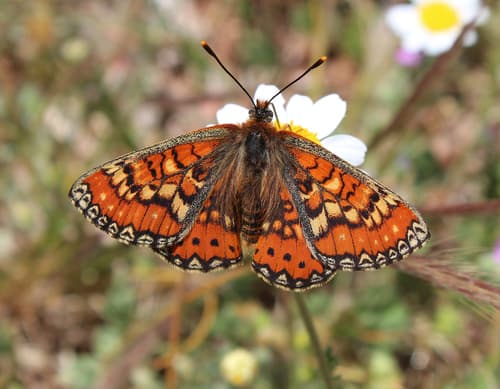 Spanish Fritillary