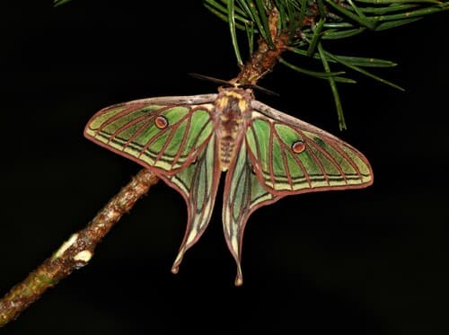 Spanish Moon Moth