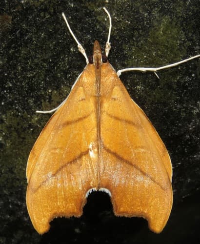 Sparagmia gonoptera