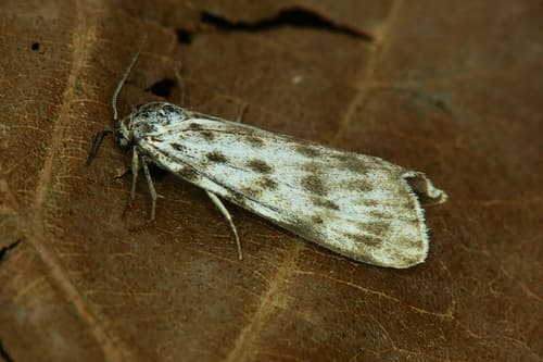 Speckled Footman
