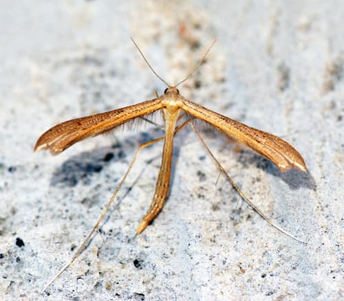 Speedwell Plume Moth
