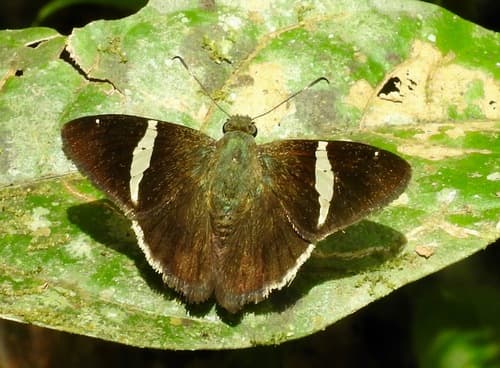Spike Banded-Skipper