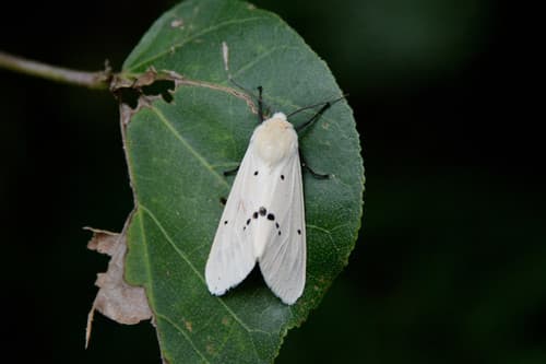 Subcarnea Tiger Moth