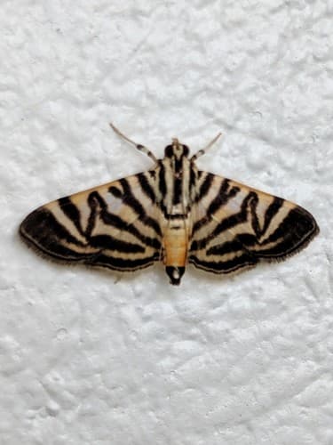 Spilomela discordens