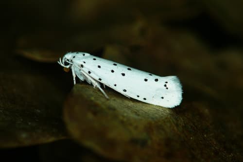 Spindle Ermine Moth