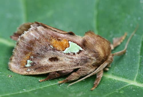 Spiny Oak-slug Moth