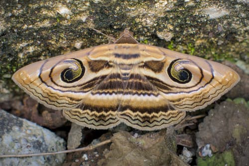 Wavy Owl Moth