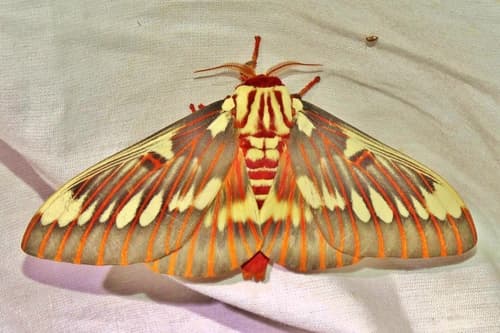 Splendid Royal Moth