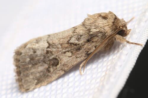 Spodoptera depravata