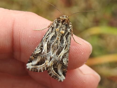 Pulchella Armyworm Moth