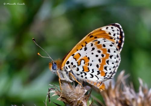 Spotted Fritillary