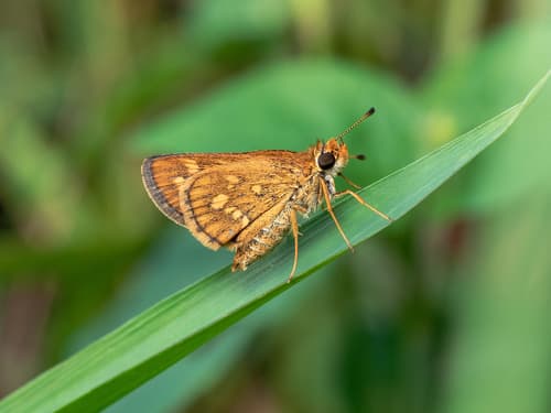 Spotted Grass Dart