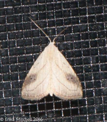 Spotted Grass Moth