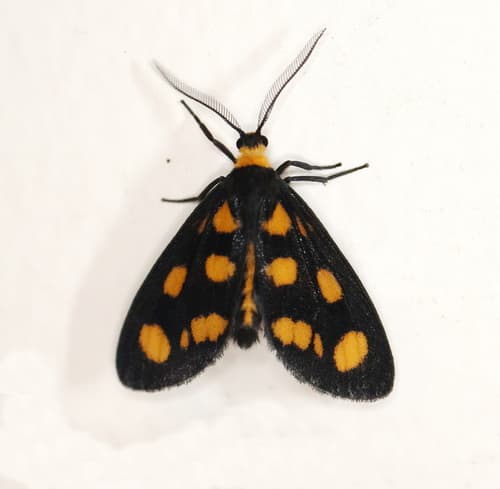 Spotted Lichen Moth