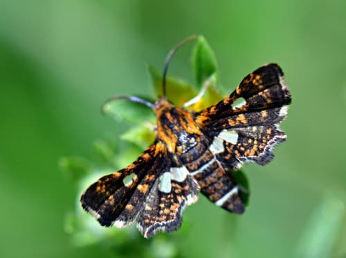 Spotted Thyris Moth