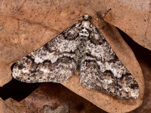 Spring Usher Moth