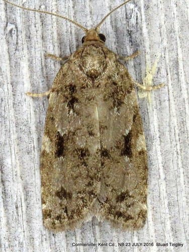 Spruce Budworm Moth
