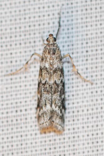 Spruce Coneworm Moth