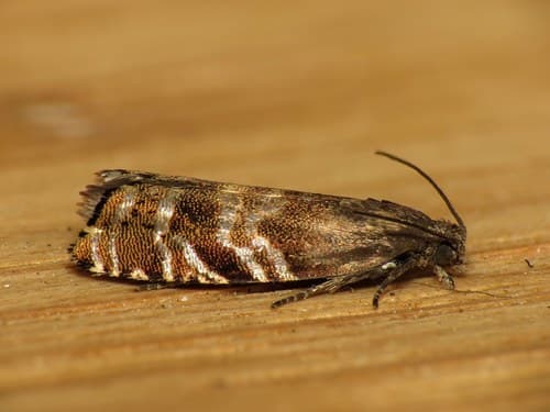 Spruce Seed Moth