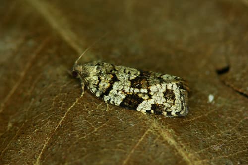 Spruce Tortrix
