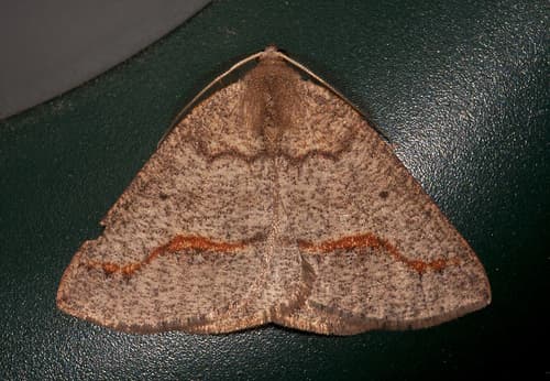 Spurred Wave Moth