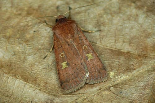 Square-spot Rustic