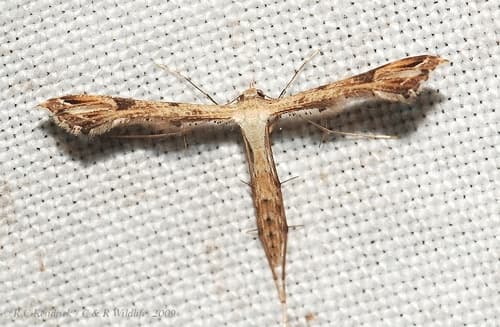 Sri Lanka Plume Moth