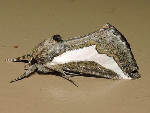 Staghorn Cholla Moth