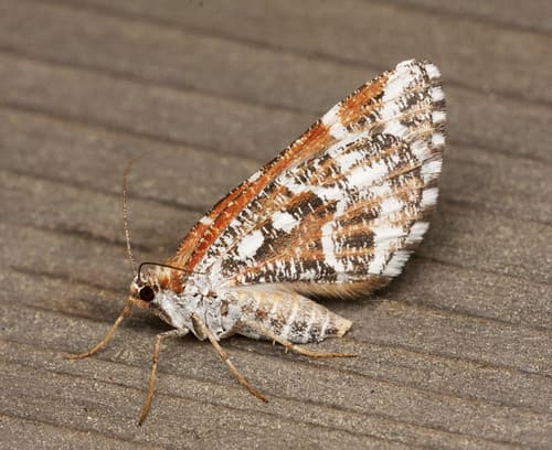 Marbled Carpet Moth
